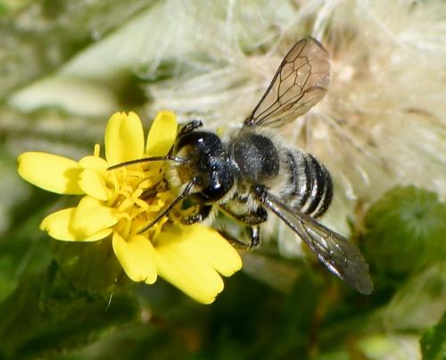 Megachile sp.